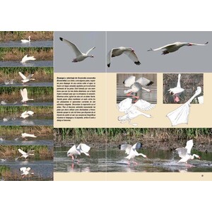 AVES, VIDA Y CONDUCTA. LA CULTURA DE LAS AVES_1