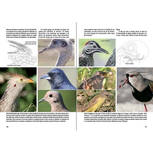 AVES, VIDA Y CONDUCTA. LA CULTURA DE LAS AVES 3