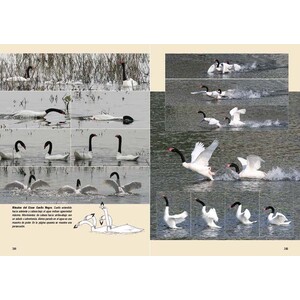 AVES, VIDA Y CONDUCTA. LA CULTURA DE LAS AVES 4