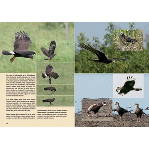 AVES, VIDA Y CONDUCTA. LA CULTURA DE LAS AVES 5