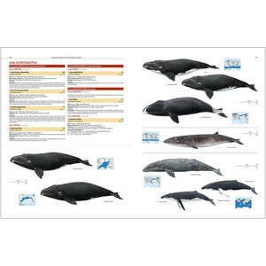 ILLUSTRATED CHECKLIST OF THE MAMMALS OF THE WORLD 7