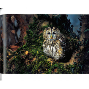 BIRD PHOTOGRAPHER OF THE YEAR: COLLECTION 5_1