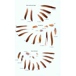 TRACES ET INDICES D'OISEAUX_1