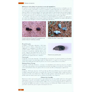 TRACES ET INDICES D'OISEAUX 3