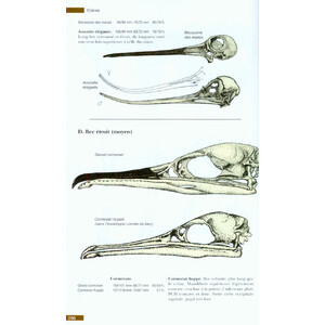 TRACES ET INDICES D'OISEAUX 4