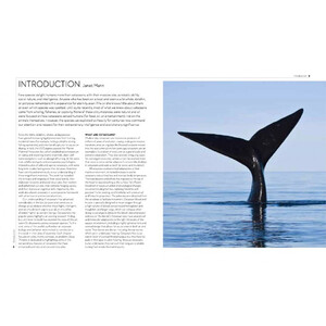 DEEP THINKERS: AN EXPLORATION OF INTELLIGENCE IN WHALES, DOLPHINS AND PORPOISES_1