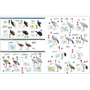 ALL THE BIRDS OF THE WORLD_1