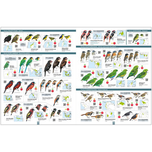 ALL THE BIRDS OF THE WORLD 4