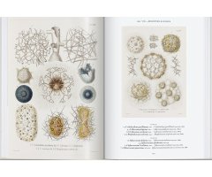 THE ART AND SCIENCE OF ERNST HAECKEL. 40TH ANNIVERSARY EDITION 2