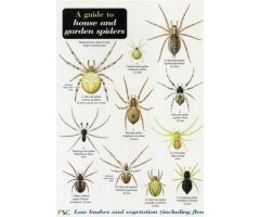 A GUIDE TO HOUSE AND GARDEN SPIDERS                                                                                                                   