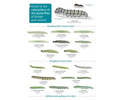 A GUIDE TO CATERPILLARS OF THE BUTTERFLIES OF BRITAIN AND IRELAND                                                                                     