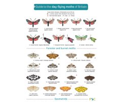 A GUIDE TO THE DAY-FLYING MOTHS OF BRITAIN                                                                                                            