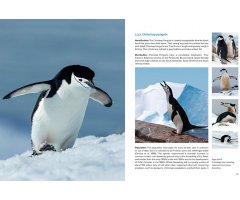 AROUND THE WORLD FOR PENGUINS. WHERE TO SEE ALL THE 18 PENGUIN SPECIES 3