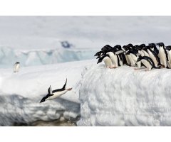 AROUND THE WORLD FOR PENGUINS. WHERE TO SEE ALL THE 18 PENGUIN SPECIES 5