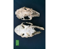 RAPTOR PREY REMAINS. A GUIDE TO IDENTIFYING WHAT'S BEEN EATEN BY A BIRD OF PREY 3