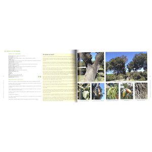 ARBRES ADMIRABLES DE LA PROVINCIA DE BARCELONA_1