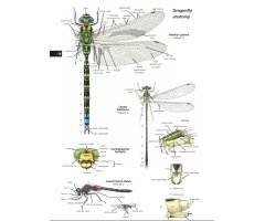 FIELD GUIDE TO THE DRAGONFLIES OF BRITAIN AND EUROPE INCLUDING WESTERN TURKEY AND NORTH-WESTERN AFRICA 5