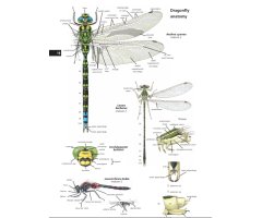 FIELD GUIDE TO THE DRAGONFLIES OF BRITAIN AND EUROPE INCLUDING WESTERN TURKEY AND NORTH-WESTERN AFRICA 5