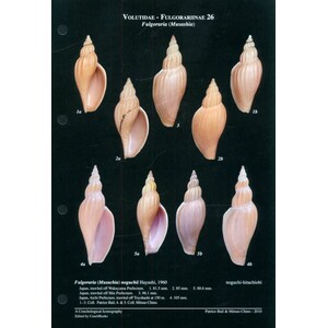 A CONCHOLOGICAL ICONOGRAPHY. THE FAMILY VOLUTIDAE_1