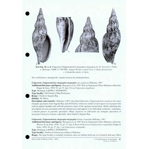 A CONCHOLOGICAL ICONOGRAPHY. THE FAMILY VOLUTIDAE 3