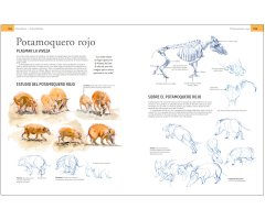 GUÍA DE CAMPO PARA DIBUJAR ANIMALES DEL NATURAL                                                                                                        3