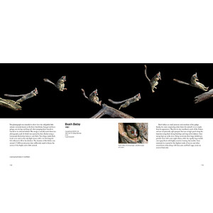 CAPTURING MOTION: MY LIFE IN HIGH SPEED NATURE PHOTOGRAPHY 5