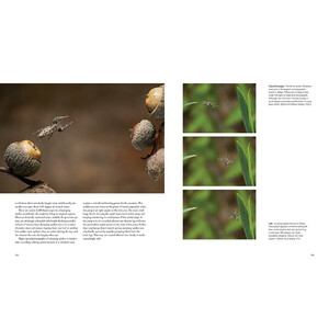 CAPTURING MOTION: MY LIFE IN HIGH SPEED NATURE PHOTOGRAPHY 7