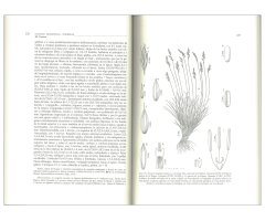 FLORA IBÉRICA. VOL. XIX GRAMINEAE (PARTIM 1) 2