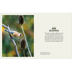 HOW TO ATTRACT BIRDS TO YOUR GARDEN: FOOD THEY LIKE, PLANTS THEY LOVE, SHELTER THEY NEED_1