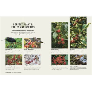 HOW TO ATTRACT BIRDS TO YOUR GARDEN: FOOD THEY LIKE, PLANTS THEY LOVE, SHELTER THEY NEED 4