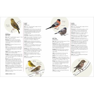 HOW TO ATTRACT BIRDS TO YOUR GARDEN: FOOD THEY LIKE, PLANTS THEY LOVE, SHELTER THEY NEED 7