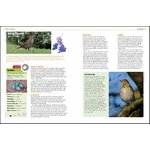 GARDEN BIRDS AND OTHER WILDLIFE 2
