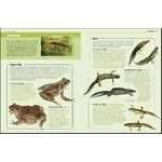 GARDEN BIRDS AND OTHER WILDLIFE 3