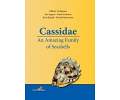 CASSIDAE. AN AMAZING FAMILY OF SEASHELLS