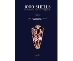 1000 SHELLS. EXCEPTIONALS FROM THE PHILIPPINES