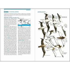 SEABIRDS. THE NEW IDENTIFICATION GUIDE_1