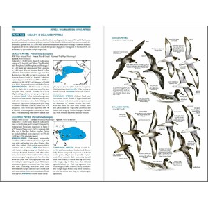 SEABIRDS. THE NEW IDENTIFICATION GUIDE 3