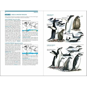 SEABIRDS. THE NEW IDENTIFICATION GUIDE 4