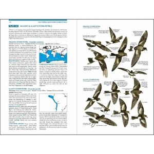 SEABIRDS. THE NEW IDENTIFICATION GUIDE 5