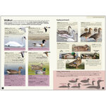 EUROPE'S BIRDS. AN IDENTIFICATION GUIDE_1