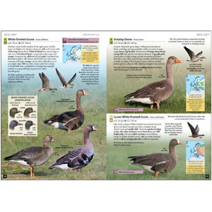 EUROPE'S BIRDS. AN IDENTIFICATION GUIDE 3