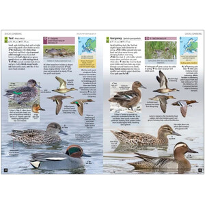 EUROPE'S BIRDS. AN IDENTIFICATION GUIDE 4