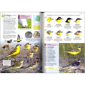 EUROPE'S BIRDS. AN IDENTIFICATION GUIDE 6