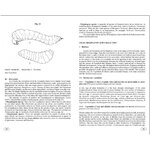 SAWFLIES OF EUROPE. HYMENOPTERA OF EUROPE 2_1