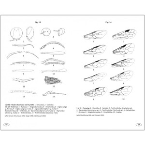 SAWFLIES OF EUROPE. HYMENOPTERA OF EUROPE 2 3