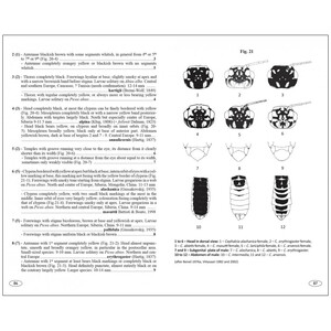 SAWFLIES OF EUROPE. HYMENOPTERA OF EUROPE 2 4
