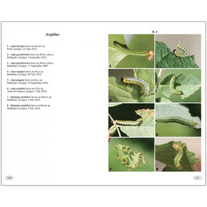 SAWFLIES OF EUROPE. HYMENOPTERA OF EUROPE 2 5