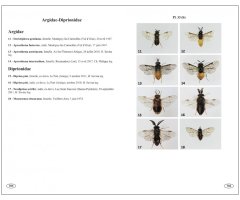 SYMPHYTES D'EUROPE. HYMÉNOPTÈRES D'EUROPE 2 6