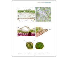 LES BRYOPHYTES DE FRANCE TOME 1. ANTHOCÉROTES ET HÉPATIQUES 3