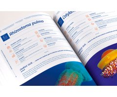 GUÍA DE BUCEO SOSTENIBLE DEL LITORAL OCCIDENTAL DE GRANADA. EL BUCEO Y LAS PRINCIPALES ESPECIES MARINAS DEL LITORAL ANDALUZ: ACANTILADOS DE MARO-CERRO 2